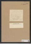Actinoptychus nitidus (Grev.) Grun. (de-Toni-Nr.: Genus 227, Species 5540) Zeichnungen Sammlung Grunow Nr. 9573 (NHMW-BOT-W0379383)